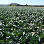 A Tale of Three Fields